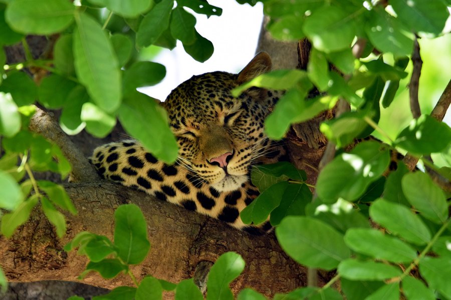 A leopard rests peacefully on a tree branch, surrounded by dense green leaves.