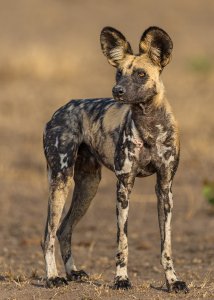 A standing African wild dog looks alert on a dry, open landscape.