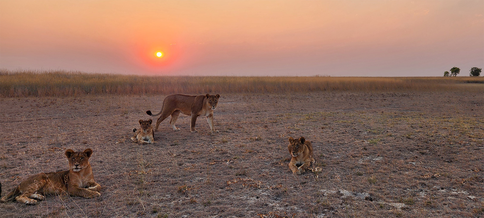 Four lions rest and walk across a dry, open plain at sunset, with the sun glowing low on the horizon and tall grasses stretching into the distance.