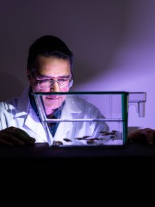 Close-up of a person in a lab coat and glasses examining a small glass aquarium containing fish under bright, colored lighting.