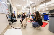Inside a brightly lit veterinary clinical space, three women in scrubs interact with a yellow Labrador Retriever sitting on the floor near medical equipment and stainless steel cabinets.