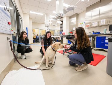 Inside a brightly lit veterinary clinical space, three women in scrubs interact with a yellow Labrador Retriever sitting on the floor near medical equipment and stainless steel cabinets.