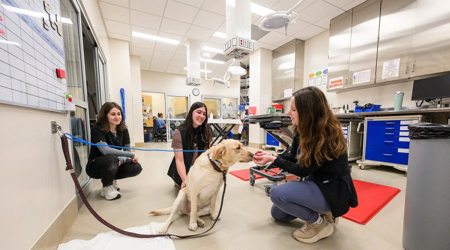 Inside a brightly lit veterinary clinical space, three women in scrubs interact with a yellow Labrador Retriever sitting on the floor near medical equipment and stainless steel cabinets.