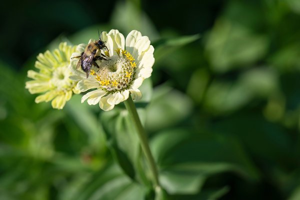A close-up photograph of a bumblebee collecting pollen on a pale yellow zinnia flower.