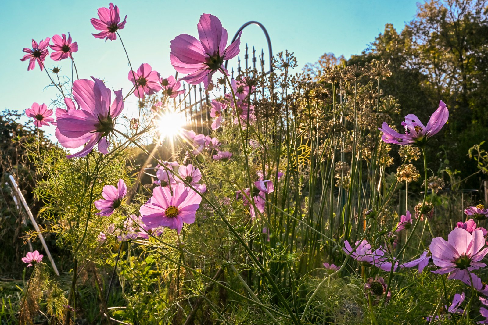 A low-angle shot of bright pink cosmos flowers blooming in a garden with sunbeams filtering through the stems and petals.