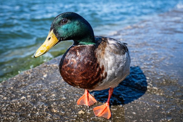 A close-up view of a male mallard duck with an iridescent green head and bright orange feet standing on a concrete ledge beside water.