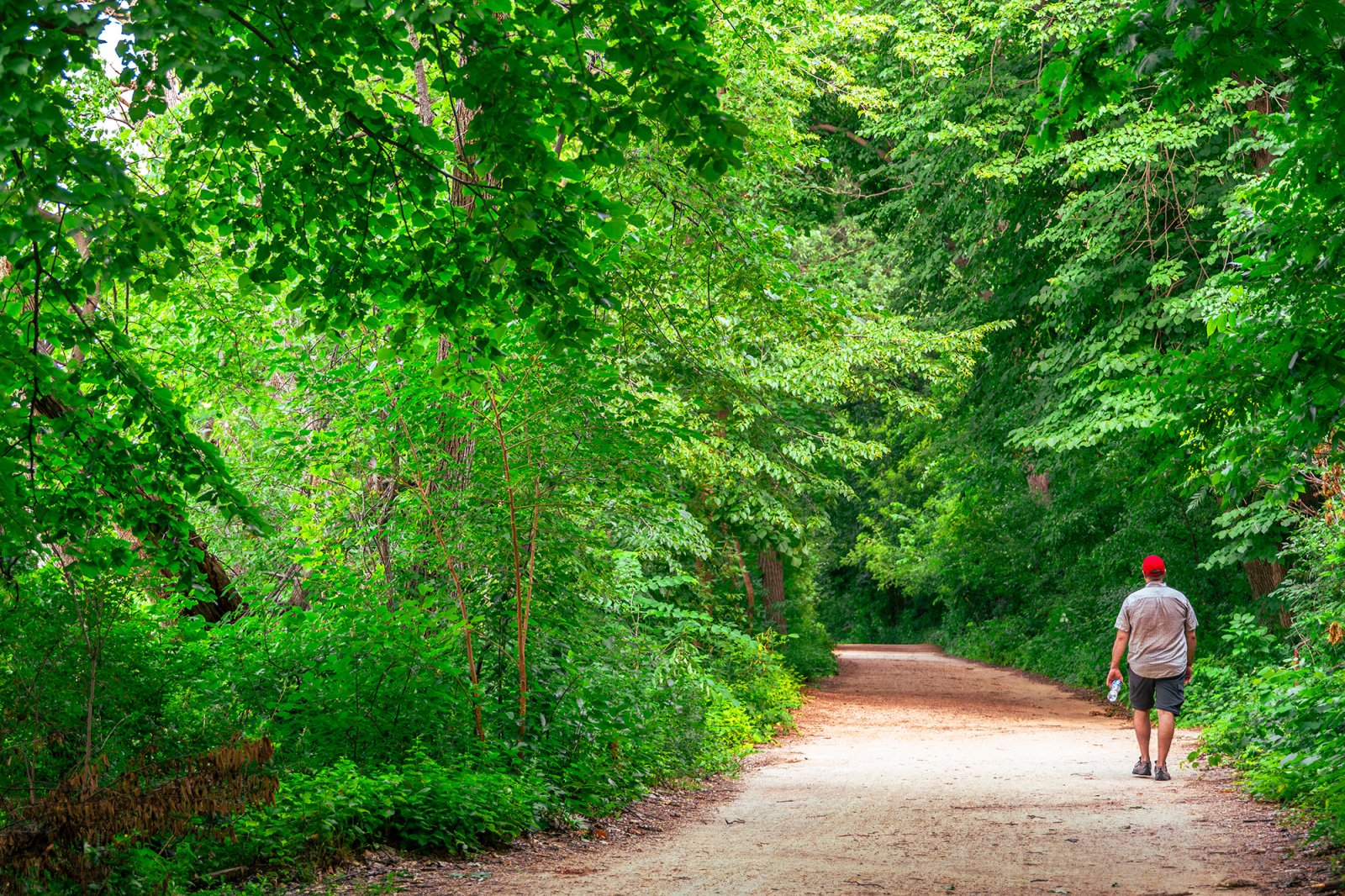 A person wearing a red cap walks away from the camera down a shaded dirt path surrounded by dense green foliage.