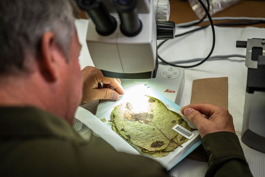 A man examines a preserved leaf specimen under a microscope.