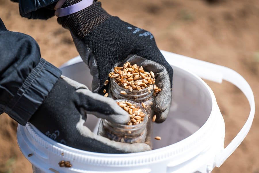 A gloved worker holds glass jars filled with grain over a white bucket during field research planting.