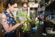 Two researchers examine potted soybean plants during stem rot research in a laboratory.