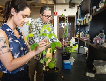 Two researchers examine potted soybean plants during stem rot research in a laboratory.
