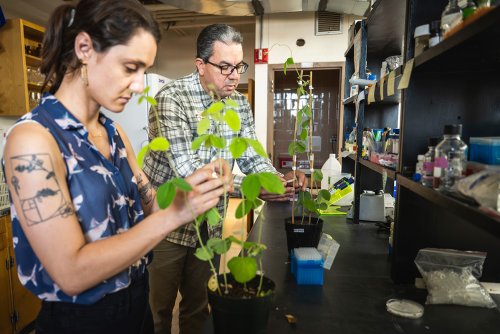 Two researchers examine potted soybean plants during stem rot research in a laboratory.
